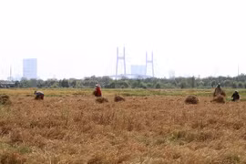 Một cánh đồng lúa ở quận 2 trở thành điểm hẹn cho những người nghèo miền Tây dịp cuối năm lên gặt lúa thuê kiếm tiền sắm tết