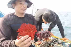 Hiện vật cú lặn thứ 3 là cây san hô đỏ bị chết.