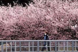 Hoa anh đào đang nở rộ, đẹp lộng lẫy ở Tokyo, Nhật Bản (Ảnh: Getty Images)