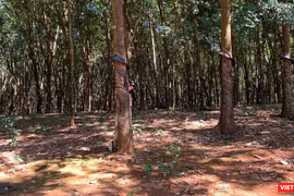 Rừng cao su Việt Nam (Ảnh: Thanh Hằng)