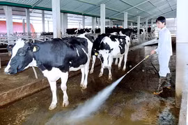 Chăn nuôi bò sữa là ngành hàng dễ ứng dụng nông nghiệp 4.0. Ảnh: Chăn nuôi bò sữa tại tỉnh Hà Nam. Ảnh: H.N.G
