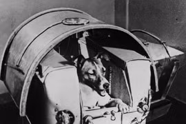 Chó Laika ngồi trong khoang chứa của vệ tinh Sputnik 2. Hình ảnh: Getty Images.