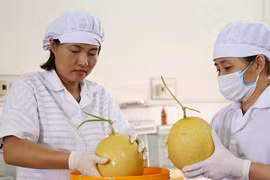 Các cán bộ của Viện Nghiên cứu rau - quả đang sử dụng chế phẩm nano bạc của Công ty STV Nano - sản phẩm tham dự Techfest 2017 - để bảo quản trái cây. Ảnh: Bích Ngọc