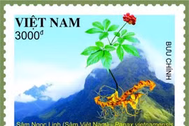 Mẫu tem Sâm Ngọc Linh