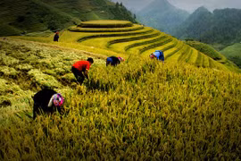 Tác phẩm Gặt lúa nếp ở Mù Cang Chải - tác giả Nguyễn Hữu Thanh tham dự Cuộc thi ảnh di sản Việt Nam 2016, đoạt giải nhì chủ đề "Ảnh di sản Việt Nam"
