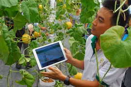 Ảnh minh hoạ: Internet