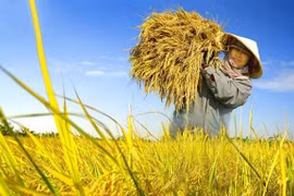 Agribank tích cực giải ngân cho đề án 1 triệu héc-ta lúa chất lượng cao