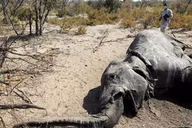 Hơn 350 con voi chết hàng loạt ở Botswana. Ảnh: REUTERS