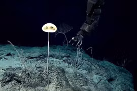 Bọt biển thủy tinh mới có tên gọi Advhena magnifica. Ảnh: IFL Science