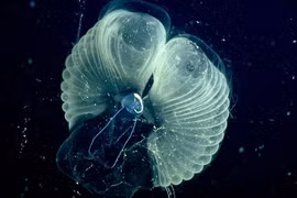 Con larvacean với chiếc máy lọc của mình. Ảnh: MBARI