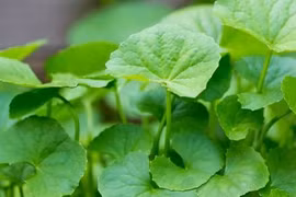 Rau má là loại rau sống ở vùng đất ngập nước, có vị hơi đắng, tính mát, thường thường được dùng trong bữa ăn hàng ngày.
