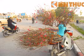 “Rộ” cây ngũ quả chơi Tết giá 5 triệu đồng