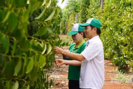 Ba kịch bản với "vàng đen" Việt Nam khi Mỹ áp thuế quan mới