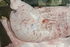 Heo bệnh tại cơ sở gia công cho C.P. Việt Nam sao lại có dấu được lưu thông?