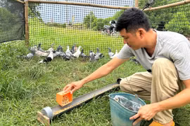 800 cánh chim miền Nam sẽ tung bay trên bầu trời Ba Đình ngày Quốc khánh thế nào?