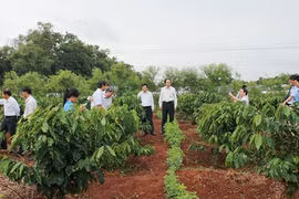 Tây Nguyên dự định tái canh, ghép cải tạo 19.000 ha cà phê trong mùa mưa năm nay - (Ảnh minh họa)
