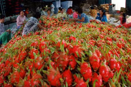 Bộ Công thương đã có thông tin chính thưc về việc thương lái Trung Quốc thao túng thị trường thanh long Bình Thuận - (Ảnh minh họa).