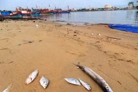 Tổng số tiền bồi thường thiệt hại môi trường tại huyện Lộc Hà, Hà Tĩnh là 207 tỷ đồng.