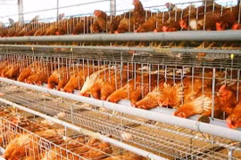 Ngoài việc thiếu vốn, ngành chăn nuôi trên địa bàn thành phố Hà Nội còn thiếu kỹ năng phân tích thị trường- (Ảnh minh họa).