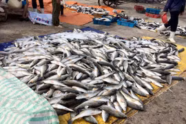 Hàng trăm tấn cá được phát hiện chết bất thường ở vùng biển Nghi Sơn, Thanh Hóa - (Ảnh minh họa)