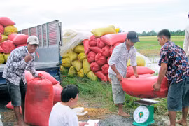 Ảnh minh họa. Nguồn: Internert