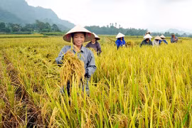 Trong số 63 nông dân xuất sắc năm 2016, có 49 là nam và 14 nữ- (Ảnh minh họa).