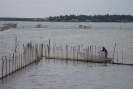 Đầm phá tại Huế bị thiệt hại sau sự cố Formosa.