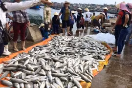 Cơ quan chức năng vẫn cần thêm thời gian để xác minh nguyên nhân cá chết - (Ảnh minh họa)