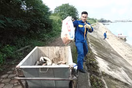 Công nhân Công ty môi trường đô thị đang thu gom cá chết đi tiêu hủy.