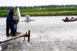 Tin vào thương lái Trung Quốc, nhiều người nuôi cá tra đang "ngồi trên đống lửa" - (Ảnh minh họa)