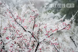 Màu hồng của hoa đào vừa chớm nở nổi bật trên màu trắng của tuyết. Ảnh: ZhejiangOnline.