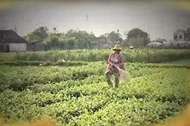 VTV thừa nhận phóng viên đã vi phạm qui trình tác nghiệp báo chí, phản ánh không trung thực sự việc và có dàn dựng một số cảnh quay trong phóng sự