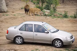Công viên Badaling Wildlife World rộng khoảng 2.400 ha, cho phép du khách tự lái xe tham quan. Tuy nhiên, họ cảnh báo du khách không được rời xe trong bất cứ tình huống nào.