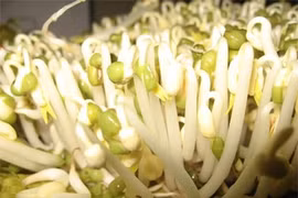 Kinh hoàng giá đỗ đánh thuốc cắt rễ 