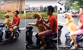 Nín thở xem chó lái xe ga chở người