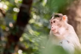 Trung Quốc báo cáo người đầu tiên tử vong do virus Monkey B hiếm gặp (Ảnh: Washington Post)