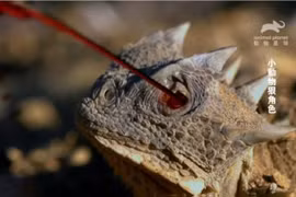 Loài thằn lằn có khả năng phun máu để tự vệ (Ảnh: Animal Planet/YouTube)