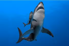 Cá mập Megalodon (Ảnh: Live Science)