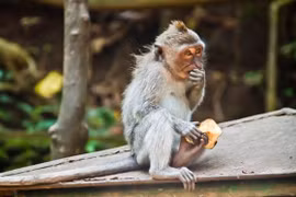Những con khỉ tại đến Uluwatu, Bali rất tinh ranh (Ảnh: The Guardian)