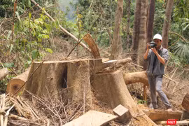Ngoài vụ phá rừng phòng hộ Sông Kôn ở huyện Đông Giang (Quảng Nam) đang được làm rõ, Quảng Nam lại nổi lên thêm 2 vụ phá rừng quy mô lớn ở huyện Nam Giang với số lượng gỗ quý bị triệt hạ lên đến trên 235m3.
