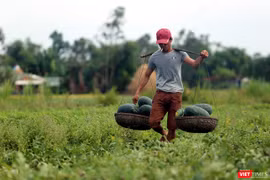 Hàng loạt ruộng dưa với hàng ngàn tấn ở các huyện Phú Ninh, Thăng Bình (Quảng Nam) đã đến kỳ thu hoạch đang chín nằm đồng không có người mua khiến nông dân tại đây thấp thỏm.