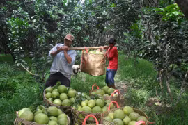 Thu hoạch bưởi ở Vĩnh Long. Ảnh: Hòa Bình