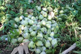 500 đồng một kg ổi, người miền Tây bỏ chín đầy vườn
