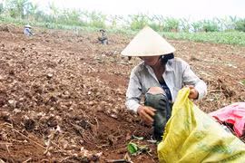Những nông dân trồng dong riềng trên đất dốc của Tây Nguyên. Ảnh: T.T.H