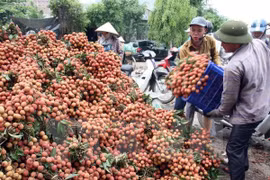 Việc mở rộng thị trường tiêu thụ vải sang các nước sẽ giúp giá vải ổn định hơn. Trong ảnh: thu hoạch vải tại Lục Ngạn, Bắc Giang