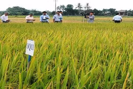 Ảnh minh họa. Nguồn: Internert