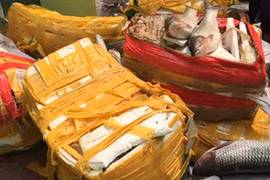 Cá trắm, ba ba Trung Quốc từ biên giới tuồn về Hà Nội tiêu thụ