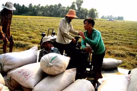 FDI vào nông nghiệp chưa costacs dụng thay đổi phương thức sản xuất truyền thống
