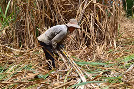 Mực nước trong các kênh rạch cao hơn sau khi được mở công lấy nước từ sông Đồng Nai đã giúp người trồng mía dề dàng hơn trong việc vận chuyển mía đi tiêu thụ