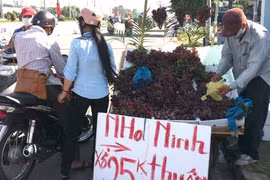 Nhập cả 100 tấn nho Trung Quốc mỗi ngày nhưng lạ là, trên thị trường chỉ thấy bán nho Ninh Thuận